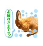 ネザーランドドワーフのピコ（個別スタンプ：21）