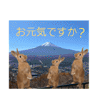ネザーランドドワーフのピコ（個別スタンプ：22）