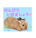 ネザーランドドワーフのピコ（個別スタンプ：23）