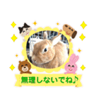 ネザーランドドワーフのピコ（個別スタンプ：24）