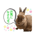 ネザーランドドワーフのピコ（個別スタンプ：25）