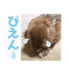 ネザーランドドワーフのピコ（個別スタンプ：30）