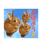 ネザーランドドワーフのピコ（個別スタンプ：33）