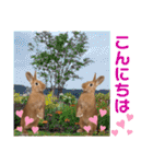 ネザーランドドワーフのピコ（個別スタンプ：34）