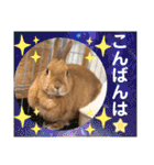 ネザーランドドワーフのピコ（個別スタンプ：35）