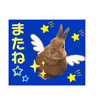 ネザーランドドワーフのピコ（個別スタンプ：38）