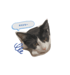 うしもも①（個別スタンプ：1）