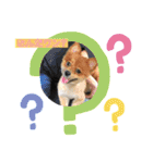 シマリスと犬がいる生活（個別スタンプ：8）