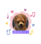 シマリスと犬がいる生活（個別スタンプ：10）