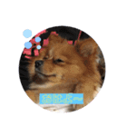 シマリスと犬がいる生活（個別スタンプ：12）