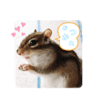 シマリスと犬がいる生活（個別スタンプ：16）