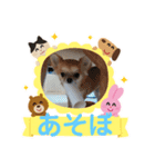 3匹のチワワのWさくらとクッキー（個別スタンプ：1）
