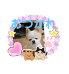 3匹のチワワのWさくらとクッキー（個別スタンプ：3）