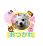 3匹のチワワのWさくらとクッキー（個別スタンプ：7）