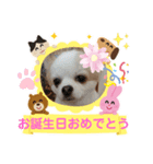 3匹のチワワのWさくらとクッキー（個別スタンプ：8）