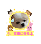 3匹のチワワのWさくらとクッキー（個別スタンプ：9）