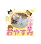 3匹のチワワのWさくらとクッキー（個別スタンプ：10）