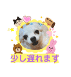 3匹のチワワのWさくらとクッキー（個別スタンプ：12）