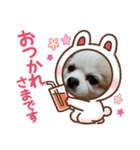 3匹のチワワのWさくらとクッキー（個別スタンプ：13）