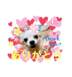 3匹のチワワのWさくらとクッキー（個別スタンプ：16）