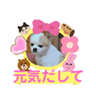 3匹のチワワのWさくらとクッキー（個別スタンプ：17）