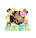 3匹のチワワのWさくらとクッキー（個別スタンプ：19）