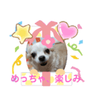 3匹のチワワのWさくらとクッキー（個別スタンプ：20）