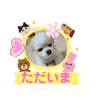 3匹のチワワのWさくらとクッキー（個別スタンプ：25）