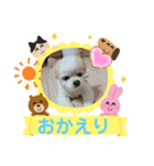 3匹のチワワのWさくらとクッキー（個別スタンプ：26）