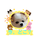 3匹のチワワのWさくらとクッキー（個別スタンプ：27）