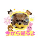 3匹のチワワのWさくらとクッキー（個別スタンプ：28）