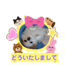 3匹のチワワのWさくらとクッキー（個別スタンプ：32）