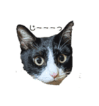 ねこねこファイブ！（個別スタンプ：1）