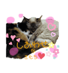 ねこねこファイブ！（個別スタンプ：4）