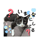 ねこねこファイブ！（個別スタンプ：5）