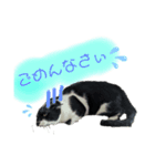 ねこねこファイブ！（個別スタンプ：6）