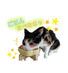 ねこねこファイブ！（個別スタンプ：7）