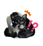 ねこねこファイブ！（個別スタンプ：8）