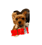 popo麦（個別スタンプ：1）