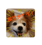 popo麦（個別スタンプ：7）