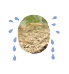 アカヒレ（個別スタンプ：3）