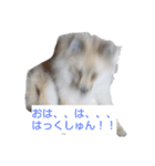 わいのわんこ2（個別スタンプ：2）