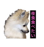 わいのわんこ2（個別スタンプ：5）