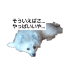 わいのわんこ2（個別スタンプ：8）