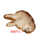 わいのわんこ1（個別スタンプ：1）
