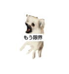 わいのわんこ1（個別スタンプ：2）