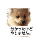 わいのわんこ1（個別スタンプ：8）