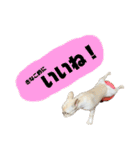 うちのきなこ！！！（個別スタンプ：7）
