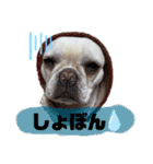 うちのきなこ！！！（個別スタンプ：11）