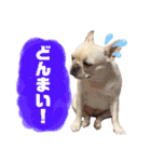 うちのきなこ！！！（個別スタンプ：14）